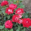 Ruby Star